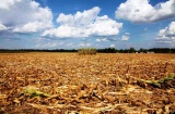 Agricoltura, 35 milioni alle aziende siciliane colpite dalla siccità